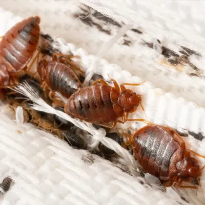 bed bugs on a mattress