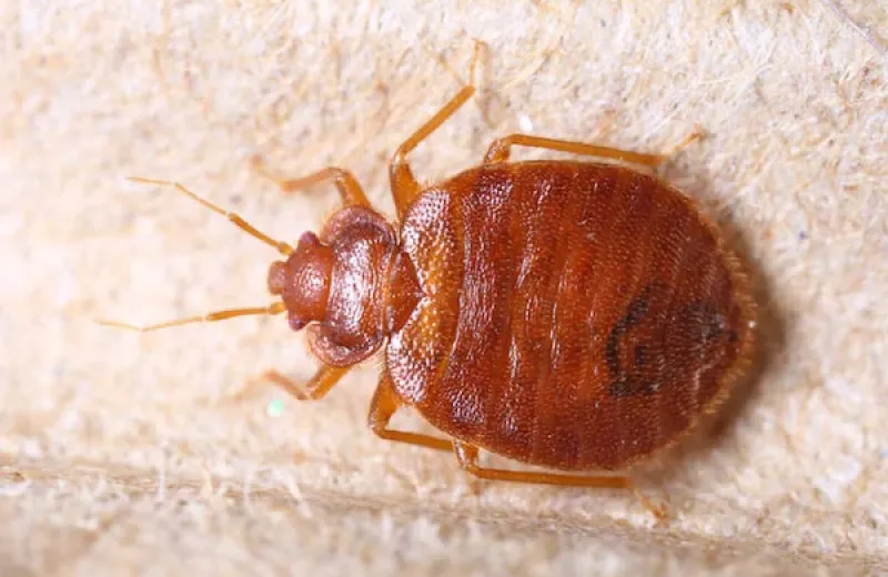 bed bug