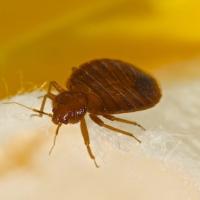 Bed Bugs