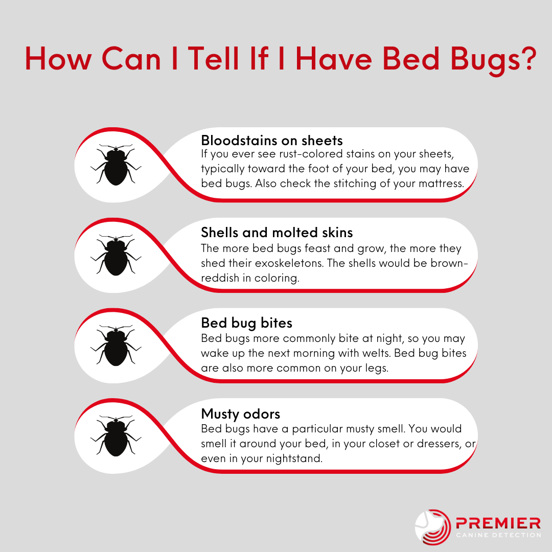 How to tell if I have bed bugs?