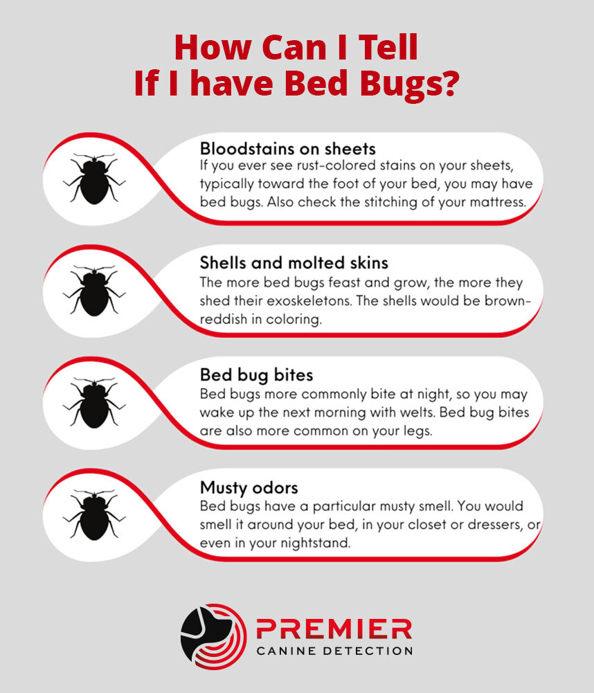 Infographic: How can I tell if I have Bed Bugs? Bloodstains on sheets. Shells and molted skins. Bed bug bites. Musty odors
